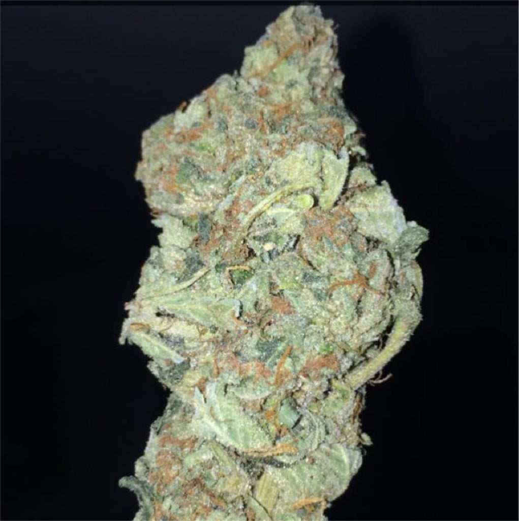 BC Big Bud